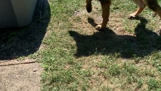 Dog Turns in Tub to Beat the Heat