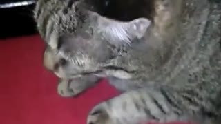 Funny Cat Gets Brain Freeze