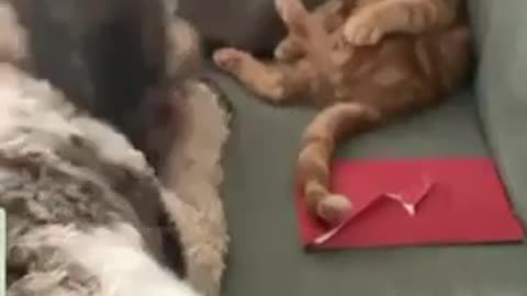 Kitten and puppy play