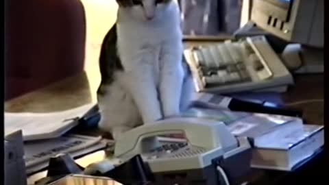 Feline answers office telephone.