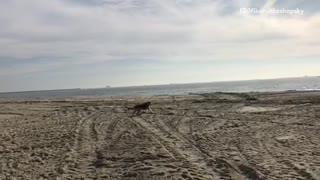 Brown german shepherd dog chases tennis ball across beach