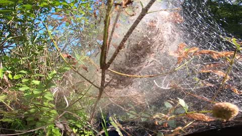 Tent Caterpillars