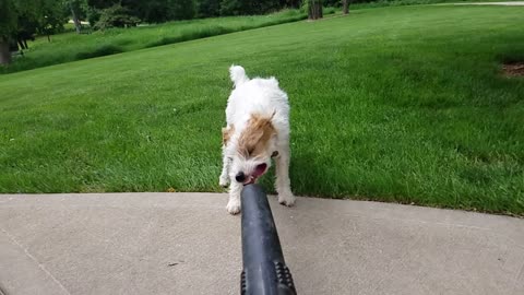 Funny puppy trying to eat leaf blower in slow motion