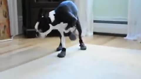 Cute dog trying his new shoes