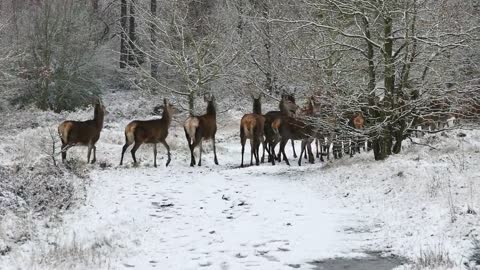 Animals roam in the jungle snow