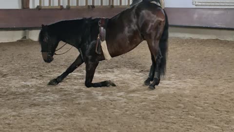 My horse 🐴