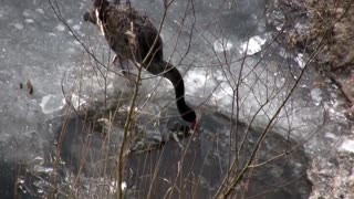 swans on ice - Schwäne auf dem Eis