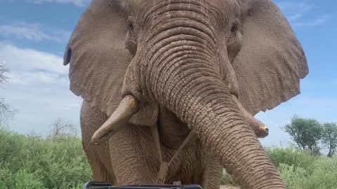Close Encounter With Curious African Elephant