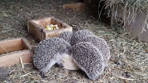 Rescued baby hedgehogs have new lease on life