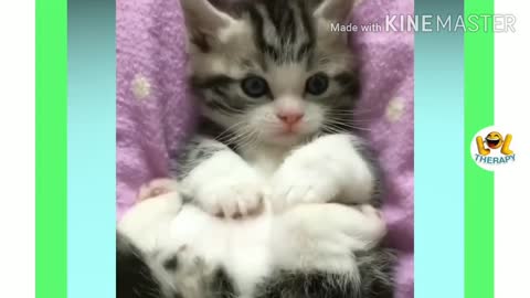 videos of cuteness-videos of kittens
