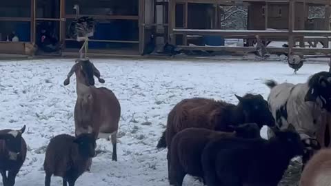 Straus on a farm