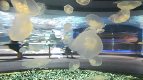 Jellyfish at OdySea Aquarium
