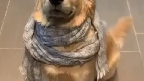 Cute Puppy 😍 Dog Video