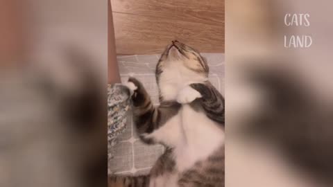 The cat has a very good reaction