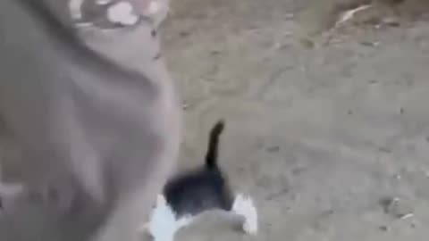 funny animals, cute and funny kittens video 2023