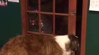 Brown dog opens the door and walks out