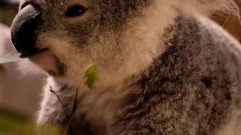 koala eating the leaves from the tree