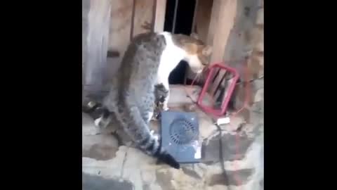 Funny animal videos compilations, very funny