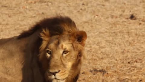 Lion The Jungle King - Big Cat - Wild Animal - Wild Life