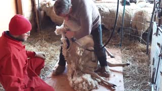 Sheep Shearing at Harvest Haven