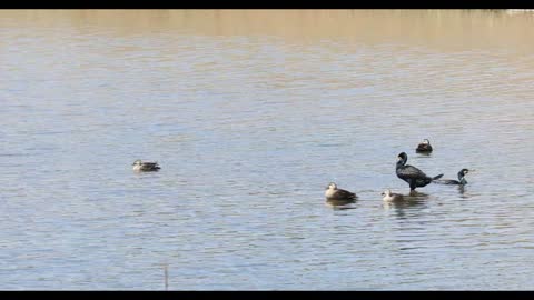 Watch the duck spread its wings on the water with great music