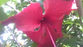 Linda flor hibisco vermelha, com pequenas gotas de chuva [Nature & Animals]