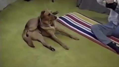 Dog Yoga Partner