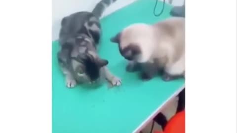 Funny Cat All Time Ever Try Not To Laugh