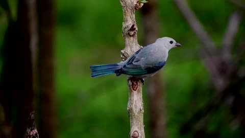 Watch and enjoy the beauty of this bird. Fun too