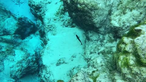 Ruth B Kirby Gilchrist Blue Springs State Park snorkeling