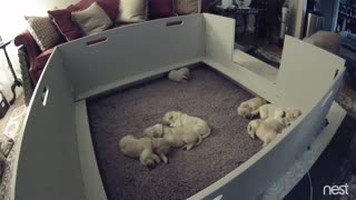 Golden Retriever Mom's Priceless Response When Puppy Can’t Find Her