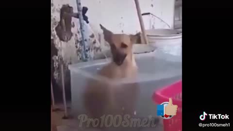 Dog bathes