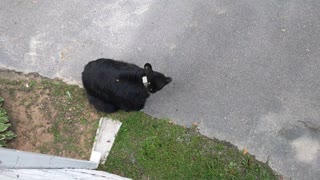 Black Bear Searches for a Snack