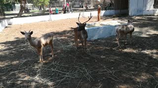 Old 60 Years Old Family Of Nile Lechwe Settled In Egypt Zoo