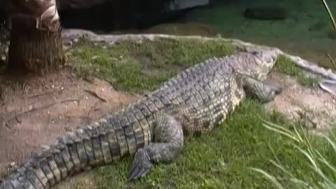 Busch Gardens - Nile Crocodile_Cut.mp4