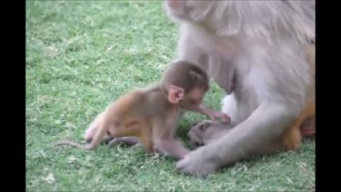 Baby monkeys being unbelievably adorable!!