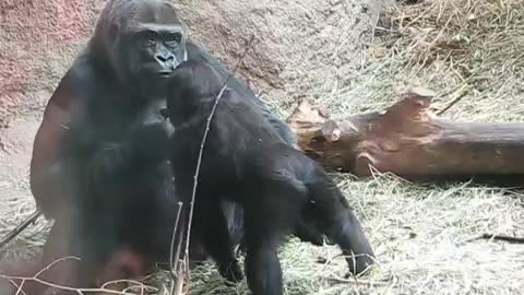 Cute Baby Gorilla Playing At Zoo