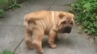 Look at that Dog's Body