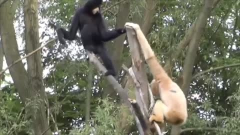 Cute Gibbons Playing and Climbing. 🐵🐵