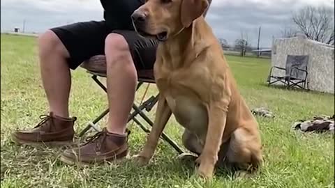 labrador retriever training