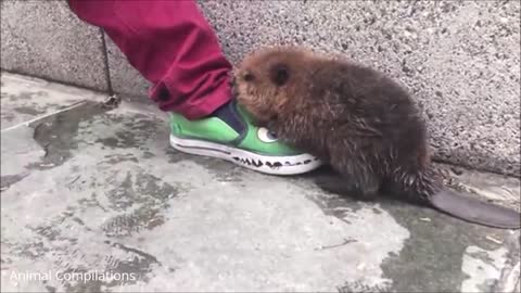 Eager baby beaver eating