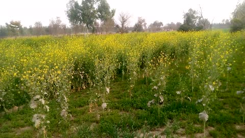 Most beautifull View of Natural beauty of fields in village for good life.