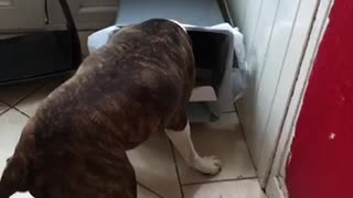 Dog getting caught eating out of kitchen bin
