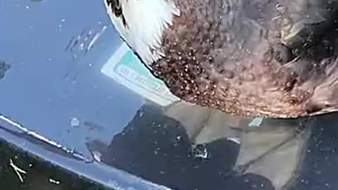 Emerald, our female Muscovy Duck - Bath Time