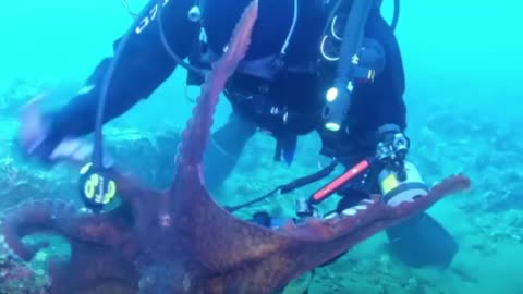 Octopus attacks scuba driver