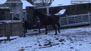 Cavalos saem na neve e se arrependem