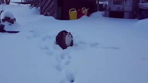 Kitty catches snowball in mid air