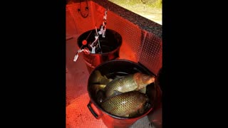 bowfishing central Wisconsin 2020