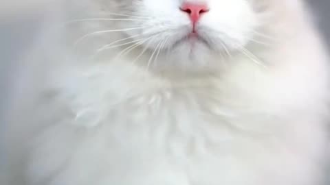 beautiful Cat videos