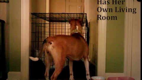 Rescue Dog Escapes Cage in first 30 minutes